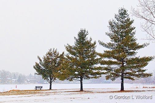 Three Pines In Snowstorm_33199.jpg - Photographed along the Rideau Canal Waterway at Smiths Falls, Ontario, Canada.